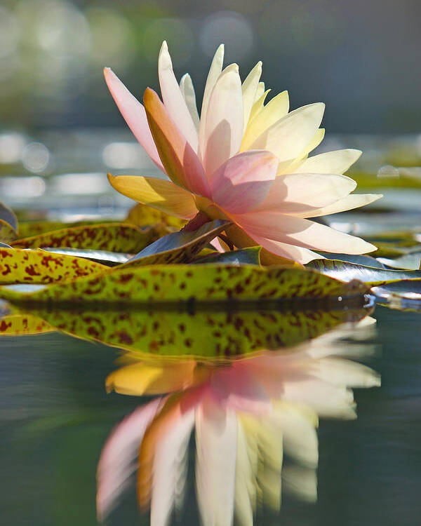 Water Lily Poster featuring the photograph Shining Water Lily by Leda Robertson