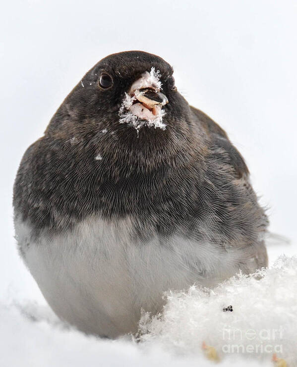 Junco Poster featuring the photograph Snowflakes On My Nose by Amy Porter