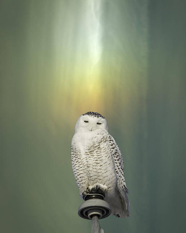 Snowy Owl (bubo Scandiacus) Poster featuring the photograph Snowy Owl And Aurora Borealis by Thomas Young
