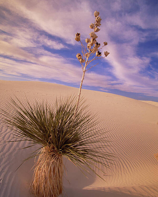 00341457 Poster featuring the photograph Soaptree Yucca On Dune by Yva Momatiuk and John Eastcott