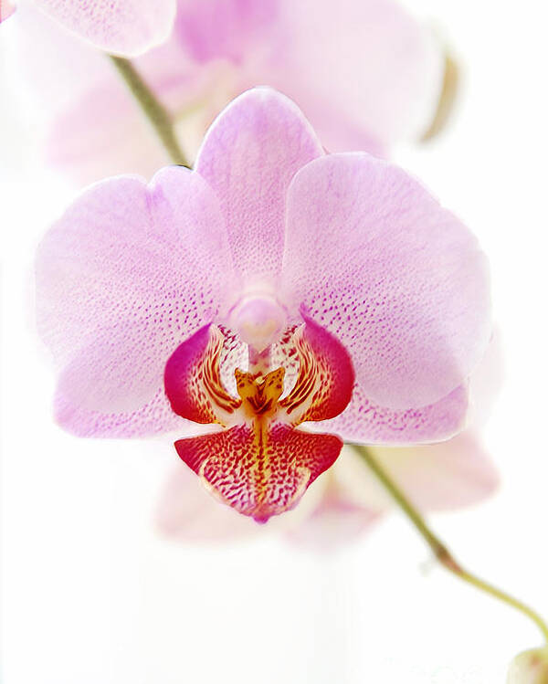 Asia Poster featuring the photograph Soft Orchid by Hannes Cmarits