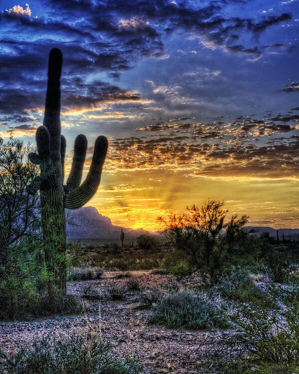 Sonoran Desert Poster featuring the photograph Sonoran Sunrise by Saija Lehtonen