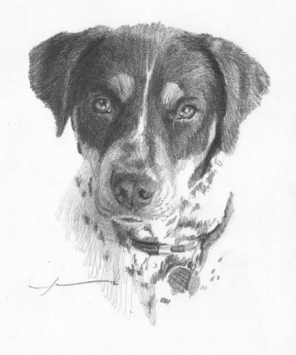 <a Href=http://miketheuer.com Target =_blank>www.miketheuer.com</a> Spaniel Pencil Portrait Poster featuring the drawing Spaniel Pencil Portrait by Mike Theuer
