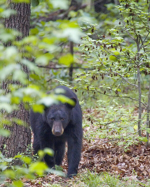 Black Bear Poster featuring the photograph Stalking Black Bear in Woods by Michael Dougherty