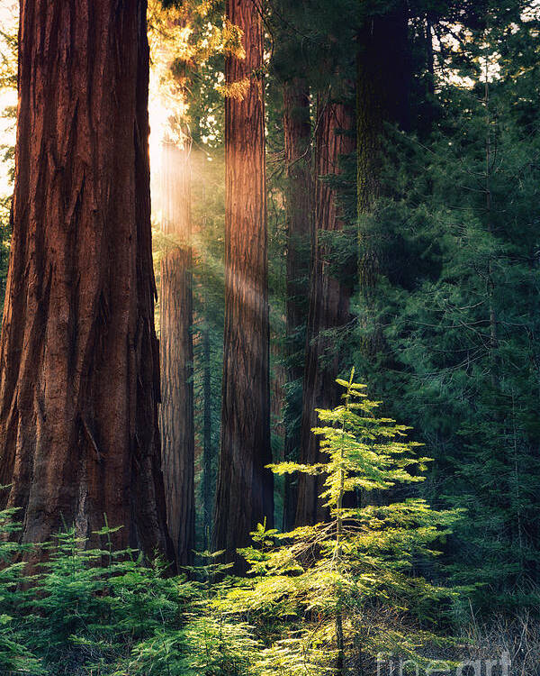 Redwood Poster featuring the photograph Sunlit from Heaven by Jane Rix