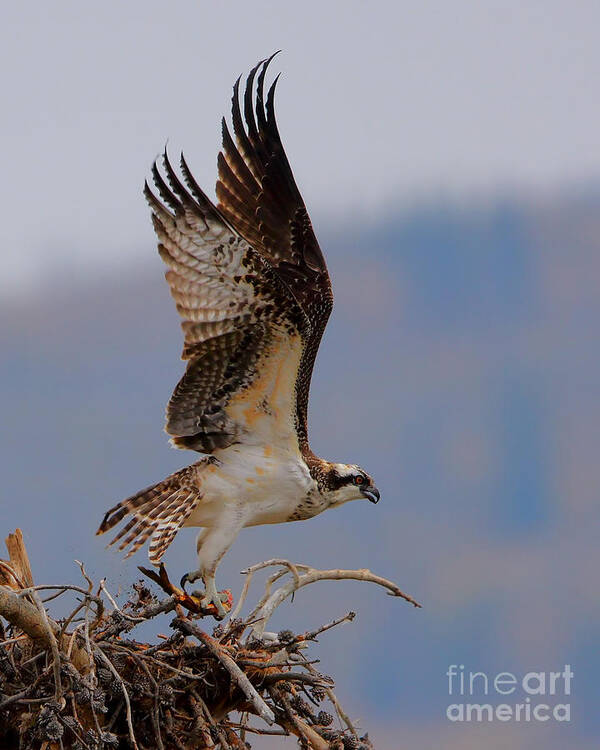 Osprey Poster featuring the photograph Take Out by Bill Singleton