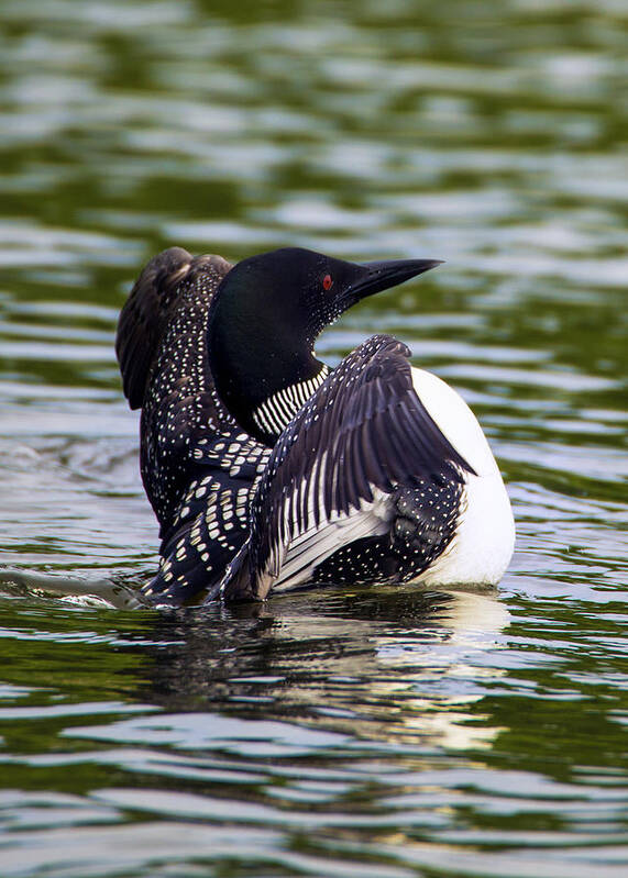 Bird Poster featuring the photograph The Common Loon by Bill and Linda Tiepelman
