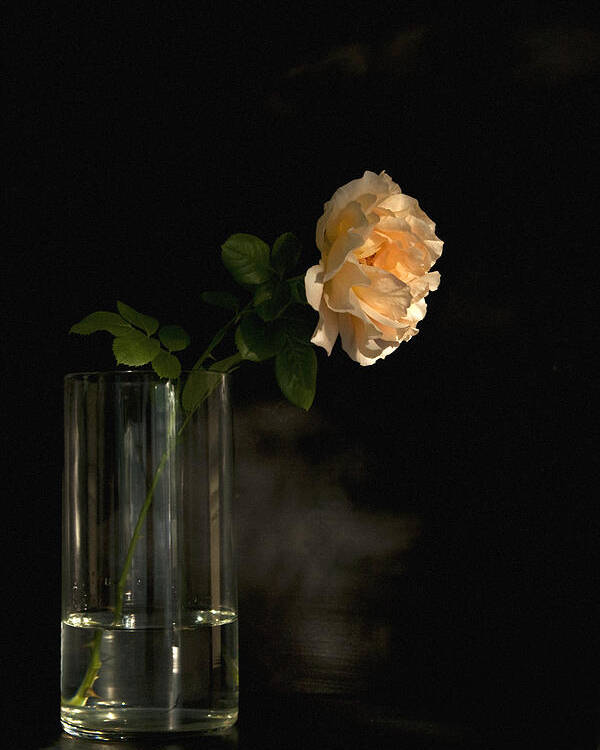 English Roses Poster featuring the photograph The Last Rose Of Summer by Theresa Tahara