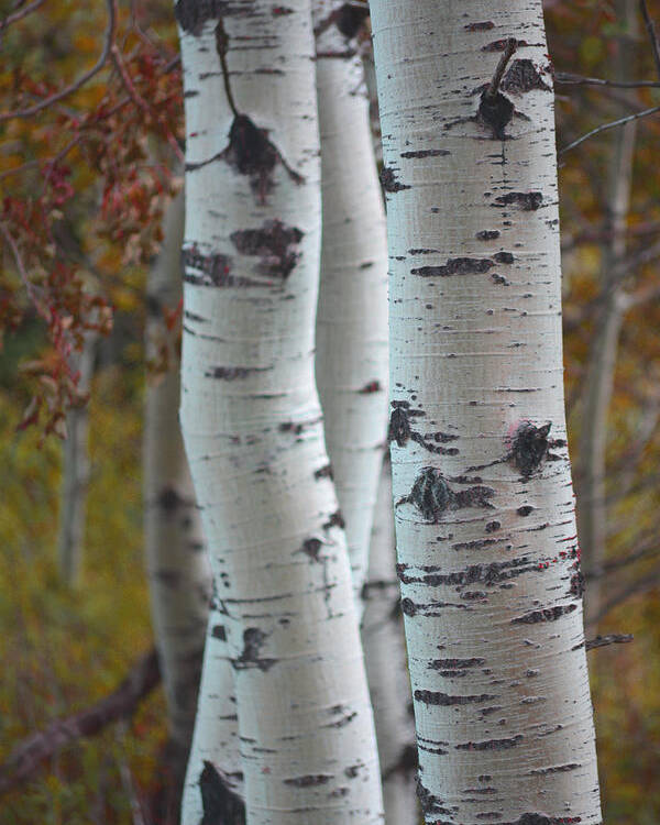 Aspen Poster featuring the photograph Three Trees by Forest Floor Photography