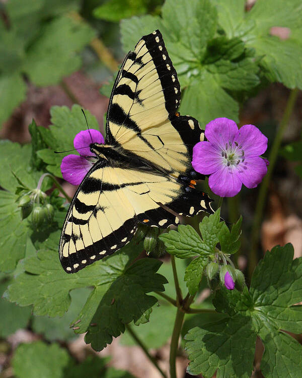 Tiger Swallowtail Butterfly On Geranium Poster featuring the photograph Tiger Swallowtail Butterfly On Geranium by Daniel Reed