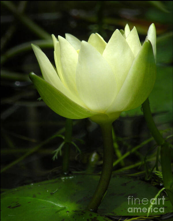 Nature Poster featuring the photograph Tiny Water Lily by Deborah Smith