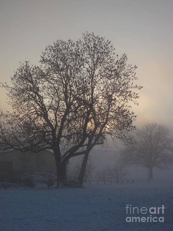Tree Poster featuring the photograph Tree in the foggy winter landscape by Amanda Mohler