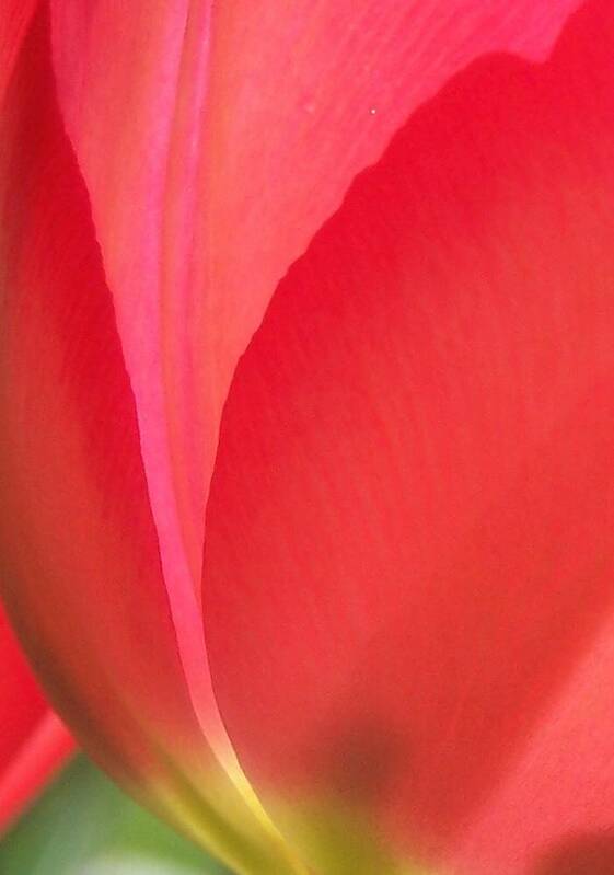 Red Tulip Poster featuring the photograph Tulip Glow by Forest Floor Photography