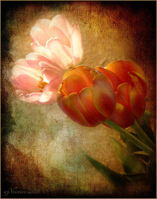 Tulips - Bill Voizin Poster featuring the photograph Tulips by Bill Voizin 