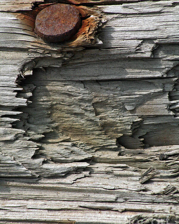 Wood Poster featuring the photograph Weathered by Tiffany Whisler