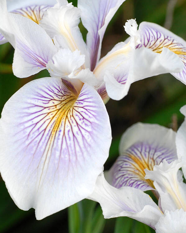 Flower Poster featuring the photograph White Iris 1 by Amy Fose