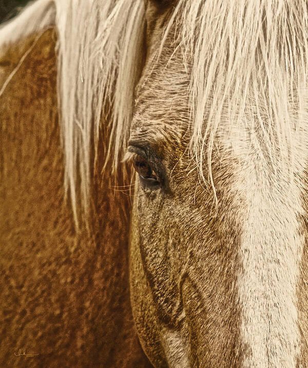 Palomino Horse Poster featuring the photograph Wickenburg's Palomino Gold by Amanda Smith
