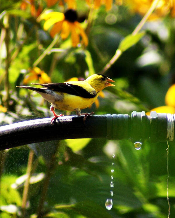 Yellow Finch Poster featuring the photograph Yellow Finch With A Water Leak by M Three Photos