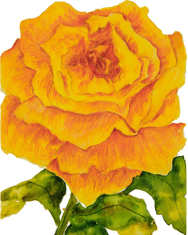 Yellow Rose Poster featuring the painting Yellow Rose by Sally Quillin