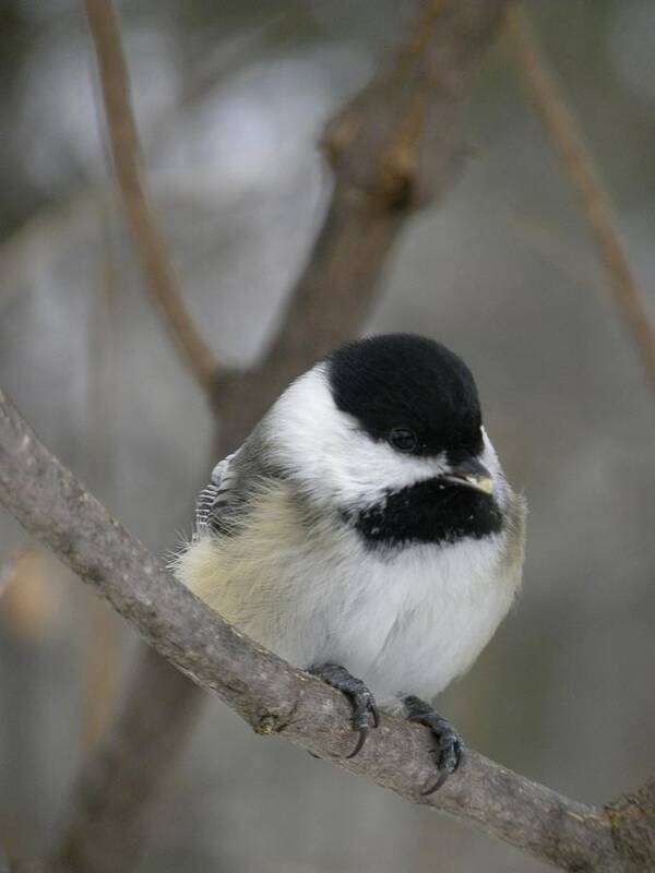 Chickadee Poster featuring the photograph Chickadee by Peggy McDonald