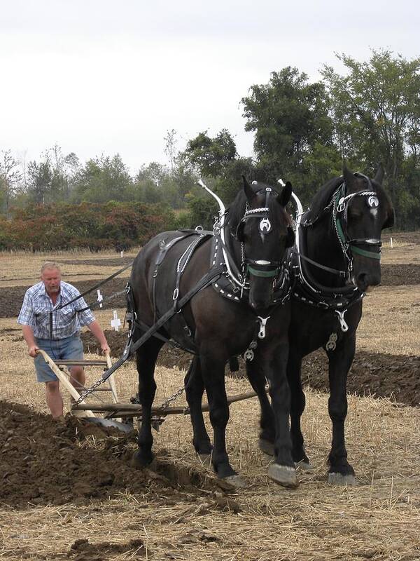 Black Poster featuring the photograph Black Percherons at Work by Peggy McDonald