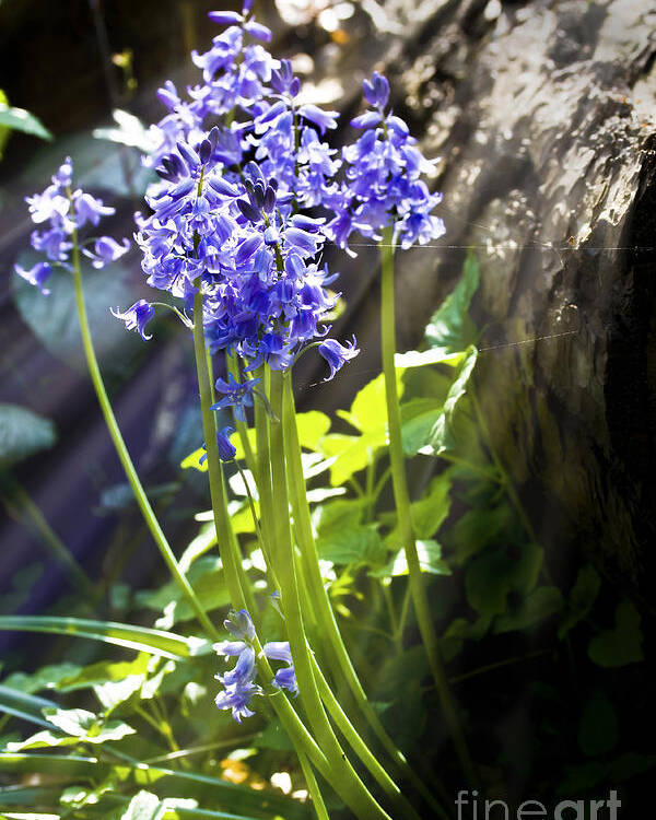 Wild Flowers Poster featuring the photograph Bluebells in the woods by Simon Bratt