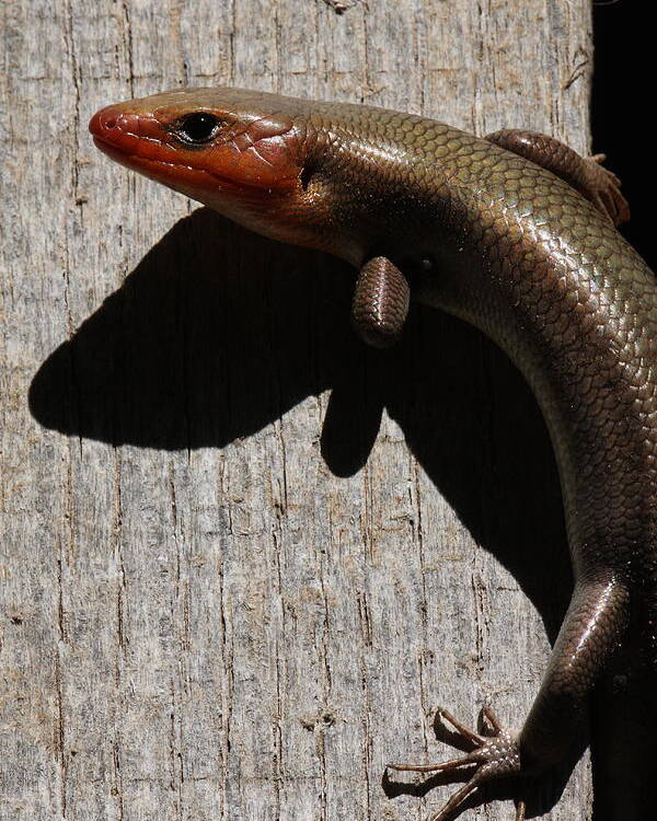 Broad-headed Skink Poster featuring the photograph Broad-headed Skink On Barn by Daniel Reed