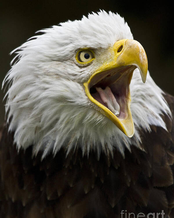 Eagle Poster featuring the photograph Calling Bald Eagle - 4 by Heiko Koehrer-Wagner