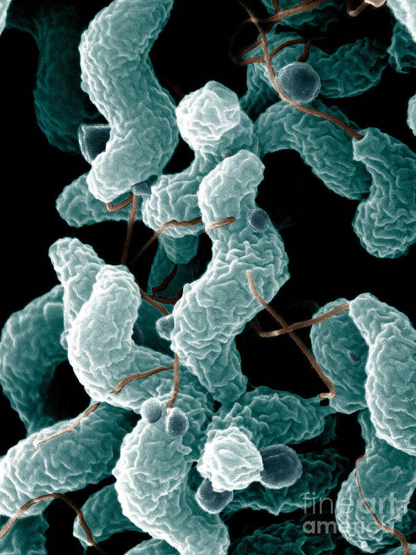 Campylobacter Bacteria Poster featuring the photograph Campylobacter Bacteria by Science Source