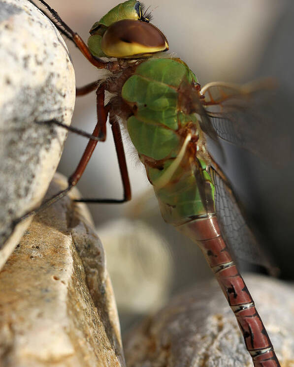 Dragonfly Poster featuring the photograph Common Green Darner Dragonfly by Juergen Roth