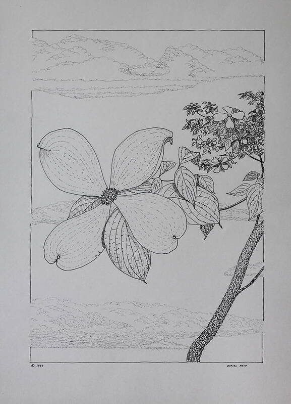 Dogwood Poster featuring the drawing Dogwood by Daniel Reed