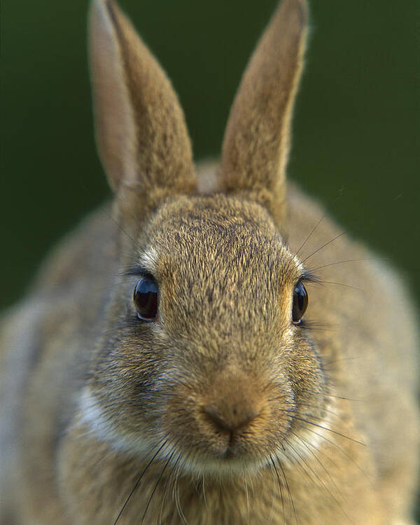 Mp Poster featuring the photograph European Rabbit Oryctolagus Cuniculus by Cyril Ruoso