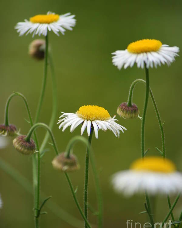 Daisy Poster featuring the photograph Four Sisters by Julie Lueders 
