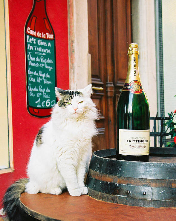 France Poster featuring the photograph Champagne Cat by Claude Taylor