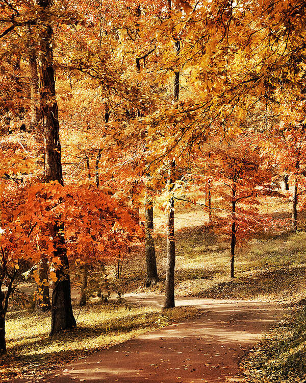 Autumn Poster featuring the photograph Golden Path by Jai Johnson