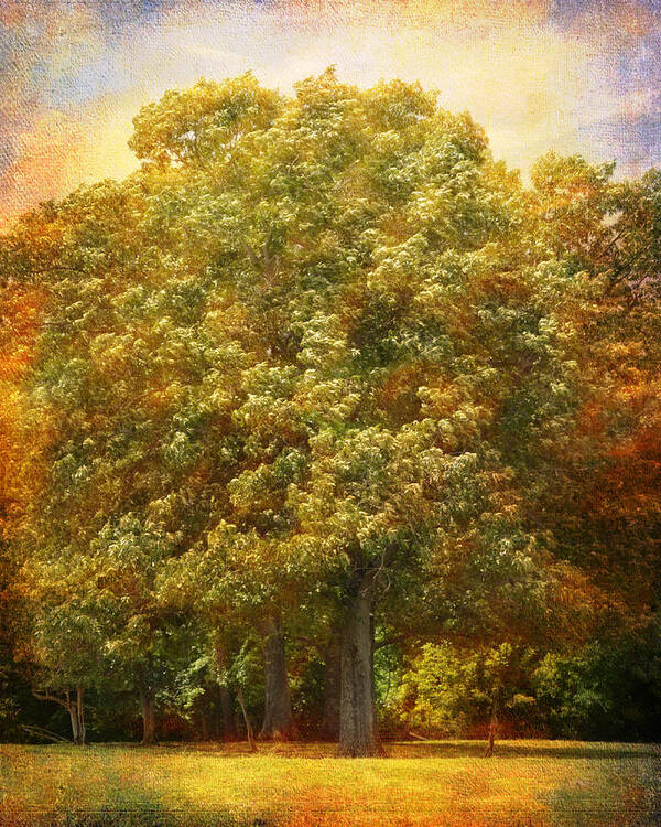 Autumn Poster featuring the photograph Graves Grove by Jai Johnson