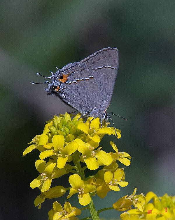 Nature Poster featuring the photograph Gray Hairstreak Butterfly DIN044 by Gerry Gantt