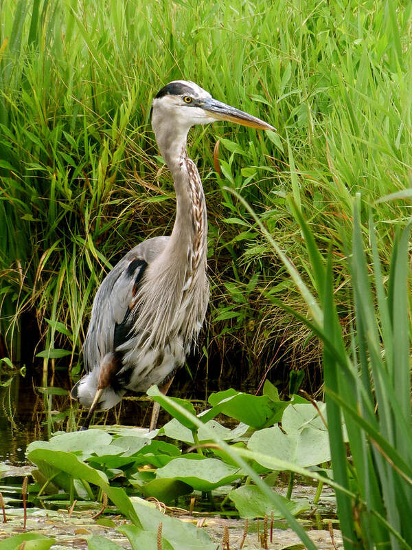 Heron Poster featuring the photograph Great Blue Heron Walking by Azthet Photography