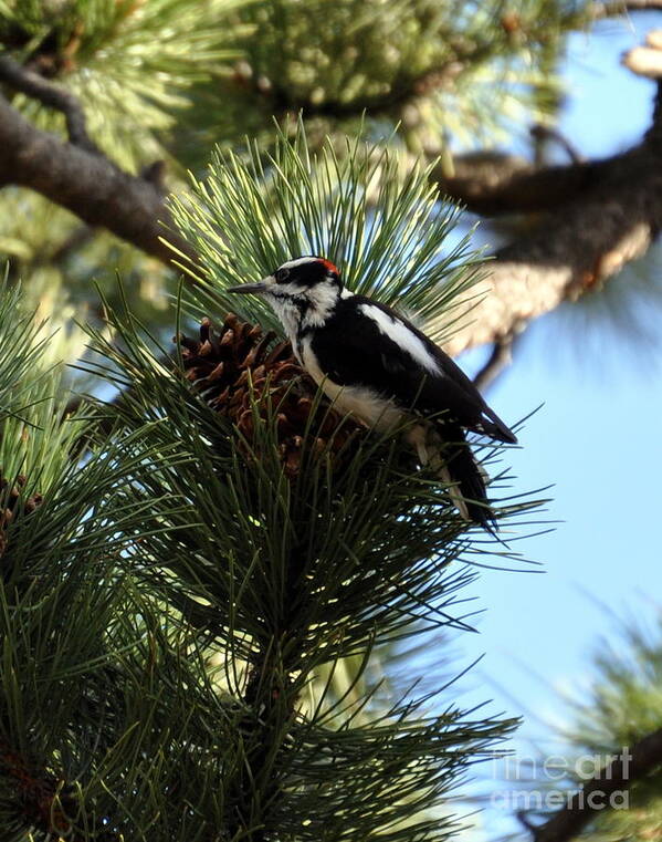 Woodpecker Poster featuring the photograph Hairy Woodpecker on Pine Cone by Dorrene BrownButterfield