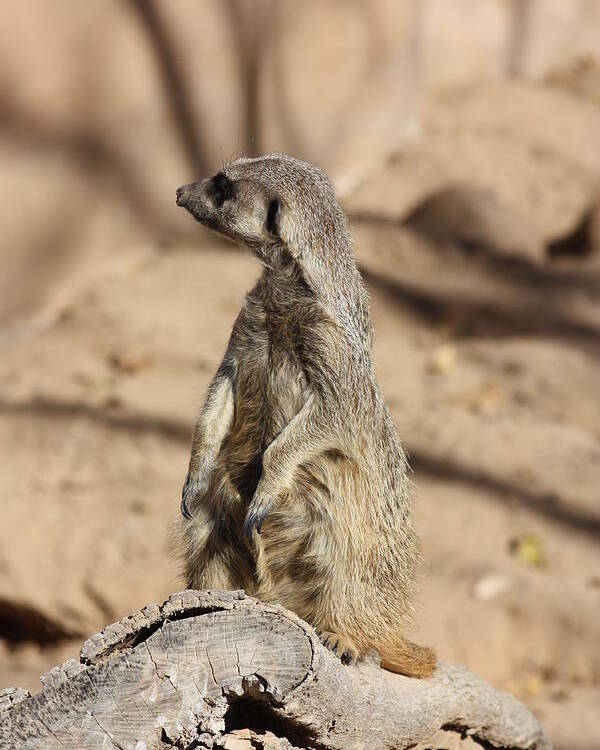 Meerkat Poster featuring the photograph He Went That Way by Kim Galluzzo Wozniak