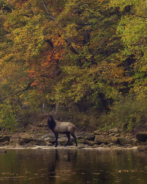 Fall Color Poster featuring the photograph Herd Bull Crossing the Buffalo River by Michael Dougherty