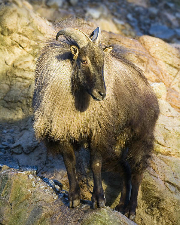 Himalayan Tahr Hemitragus Jemlahicus Poster by Konrad Wothe