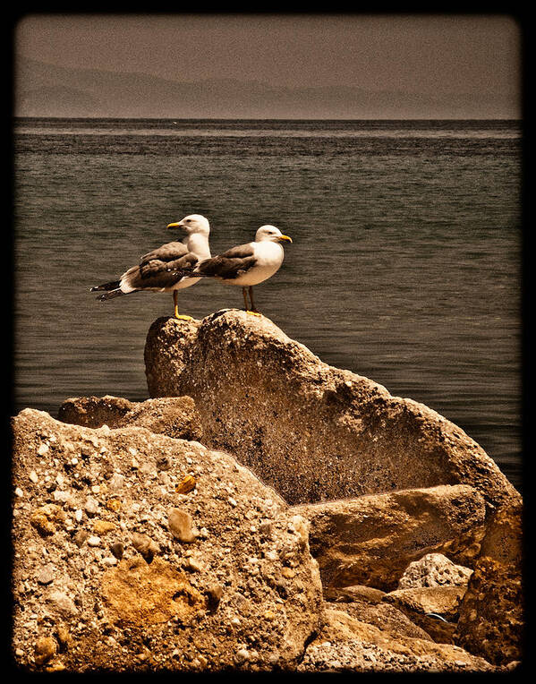 Sea Gull Poster featuring the photograph Afitos, Greece - I think we're alone ... by Mark Forte