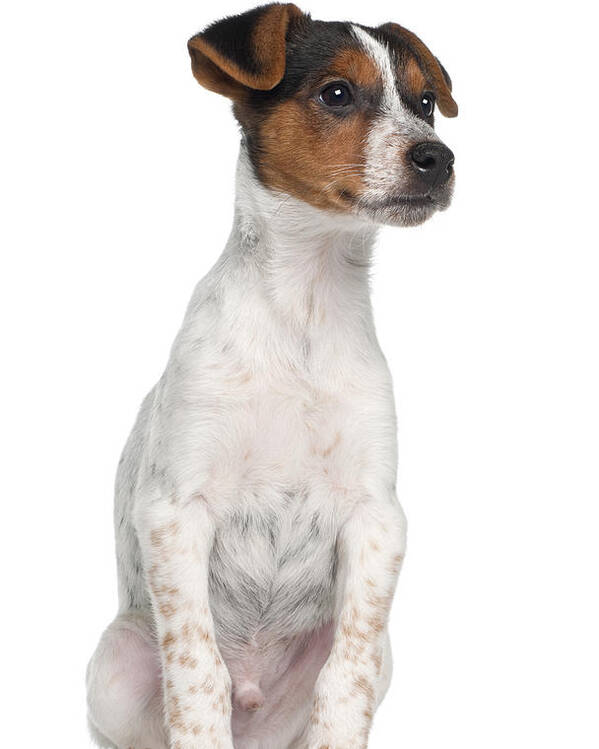 Jack Russell Terrier Puppy Sitting Poster By Life On White
