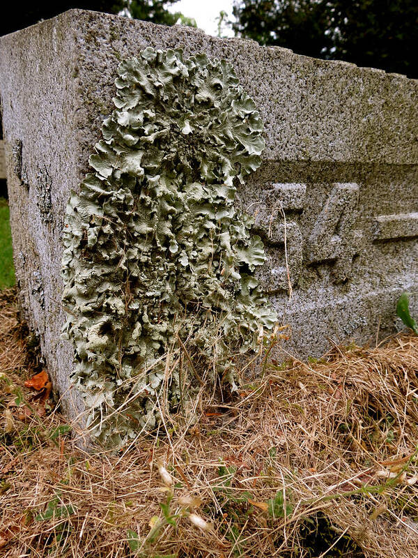 Lichen Poster featuring the photograph Life in Death by Azthet Photography