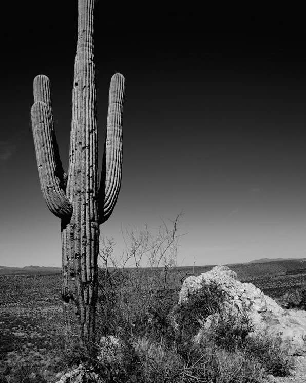 Lone Saguaro Poster featuring the photograph Lone Saguaro by Chad Dutson