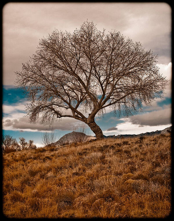 Tree Poster featuring the photograph Lone Tree by Mark Forte