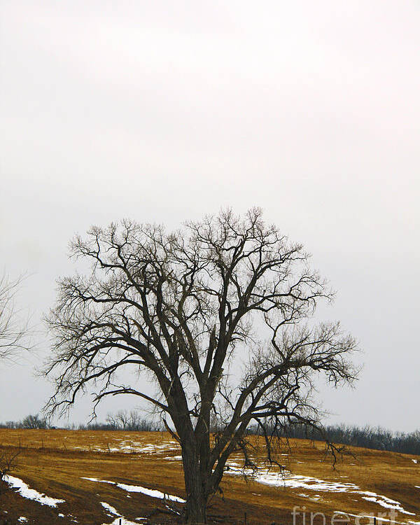 Trees Poster featuring the photograph Lone Tree by Yumi Johnson