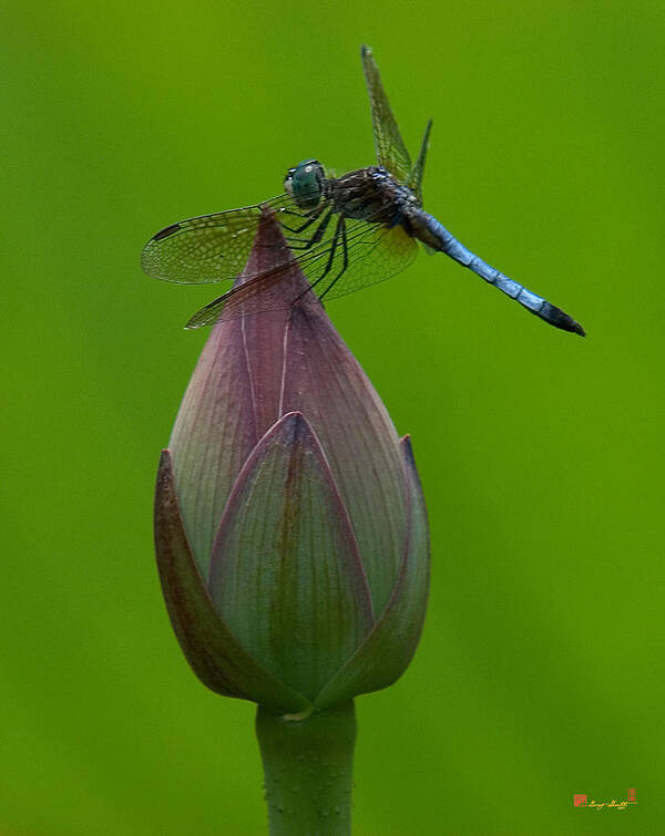 Nature Poster featuring the photograph Lotus Bud and Blue Dasher Dragonfly DL007 by Gerry Gantt