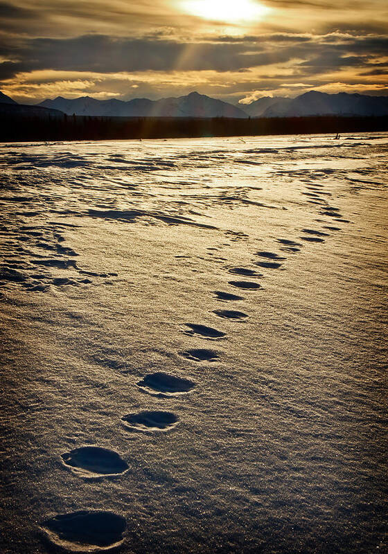 Landscape Poster featuring the photograph Lynx Tracks by Fred Denner